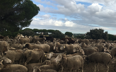 El Grupo Operativo AgroecologiCAM invita a los Medios de comunicación a conocer  la Agroecología